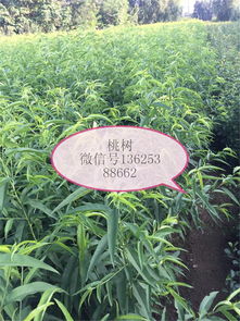 藁城优质映霜红桃树苗 产品新闻 泰安高新区盛旺园艺场